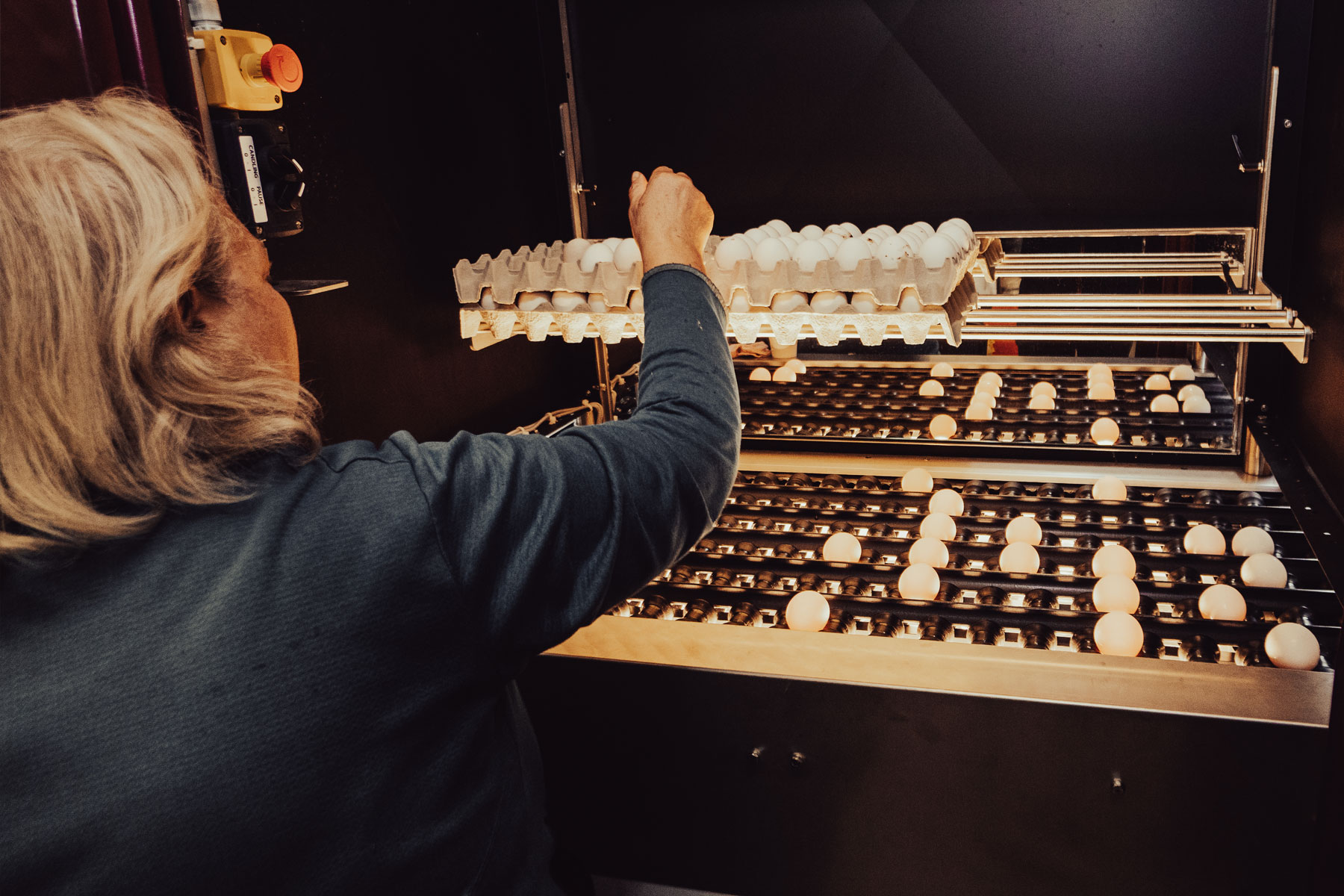 Kvinne sorterer egg – filmproduksjon for Ringsaker Egg
