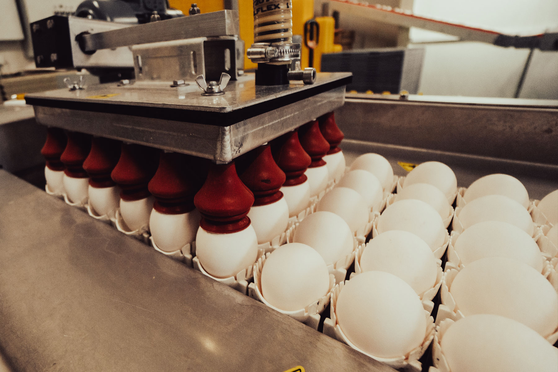 Egg som løftes i pakkemaskin – filmproduksjon for Ringsaker Egg